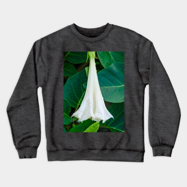 Shy Datura Flower Photograph. Crewneck Sweatshirt by love-fi